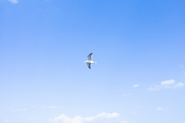 Fototapeta premium カモメが飛ぶ空の景色