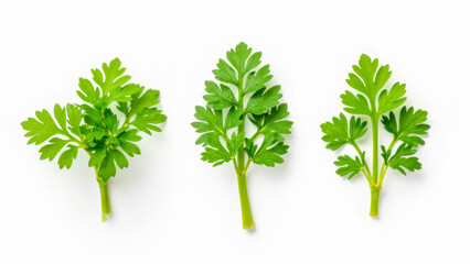 Fototapeta premium Fresh Green Parsley Leaves Isolated on White Background for Culinary or Healthy Lifestyle Use