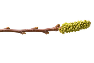 Thin branch with green leaves on it, isolated