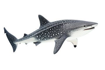 Obraz premium Large white and black spotted shark is swimming in the ocean, isolated