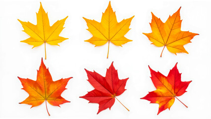 Fototapeta premium Vibrant Autumn Leaves in Varied Shades of Yellow, Orange, and Red on White Background for Seasonal Theme