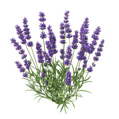 Naklejka premium Lavender Plant with Purple Flowers Isolated on Transparent Background