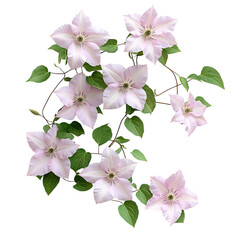 A Healthy Climbing Clematis Vine with Soft Pink Flowers Isolated on Transparent Background