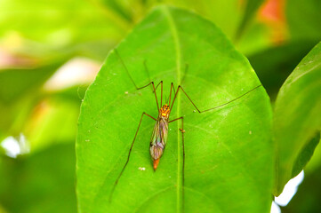 A mosquito on leaf in the Garden