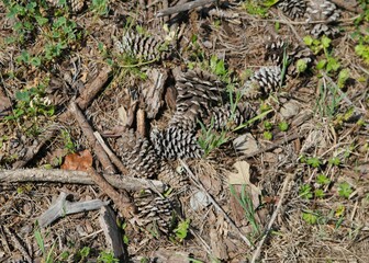 Spring Grass Sprouting Around Old Pine Cones and Sticks near Caddo Lake in Uncertian, Texas