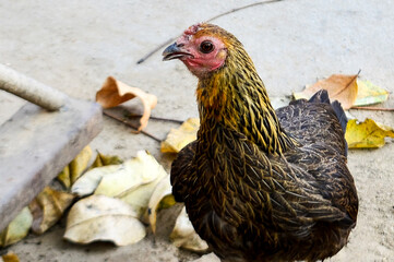 Rooster stand in the Garden in the back yard