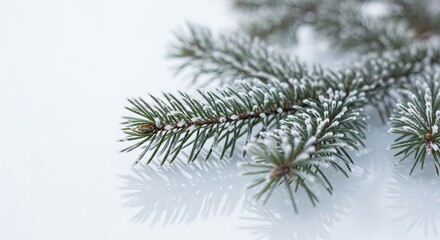 霜降り松枝 静謐な冬景色 優しい光