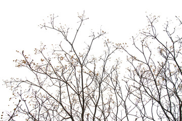 tree branches silhouette