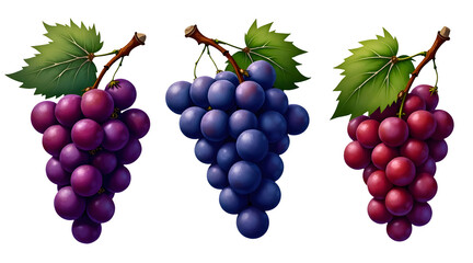 Obraz premium Three clusters of colorful grapes with green leaves, showcasing purple, blue, and red varieties. with clipping path,isolated, absolutely white background background