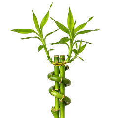 An isolated lucky bamboo on a clean white surface.