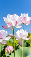 Pink and white lotus flowers against a clear blue sky