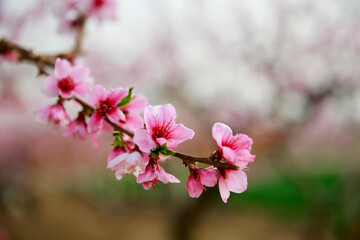 Obraz premium In full bloom in the peach blossom