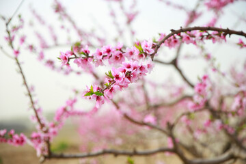 In full bloom in the peach blossom