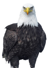 Bald Eagle on Transparent Background