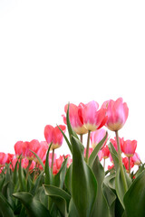 Fototapeta premium Spring blooming tulip field. Flowers tulips, Spring floral background.
