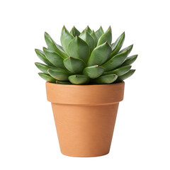 Fototapeta premium A single plant in a pot set against a white background.