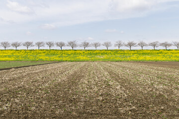 畑と土手の菜の花と並木