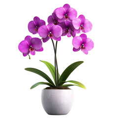 A Purple Orchid in a White Pot Isolated on Transparent Background