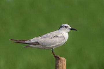Whiskered Tern sits on a stick