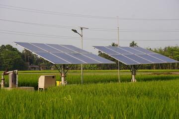 The solar panels are installed in the paddy field likely for irrigation purpose
