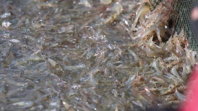 Farmers catch shrimp in the pond when they reach the size that the market demands.