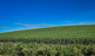 Natural Forest Plantation Trees Wood