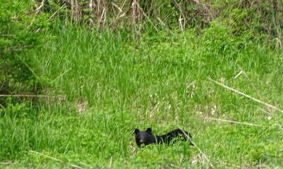 耕作放棄地に現れたツキノワグマ