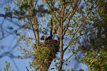 bird on a tree