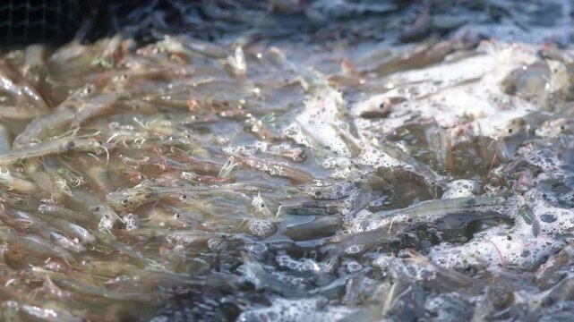 Farmers catch shrimp in the pond when they reach the size that the market demands.