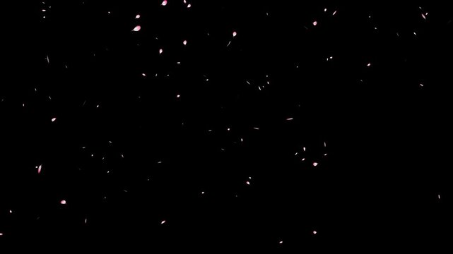 pink cherry blossom petals failing on black background, blossom flying particle animation, Cherry blossom flying loop animation, Pink cherry overly background, 4K Loop Falling Cherry Blossoms Video