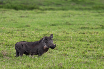 Single Warthog in the middle of lArusha National park, Tanzania.