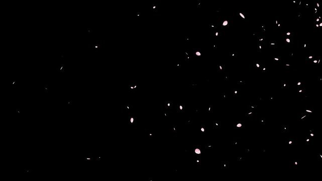 pink cherry blossom petals failing on black background, blossom flying particle animation, Cherry blossom flying loop animation, Pink cherry overly background,