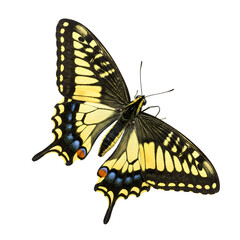 An Old World Swallowtail butterfly (Papilio machaon) set against a white backdrop