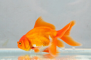 Oranda goldfish in aquarium fish tank close up