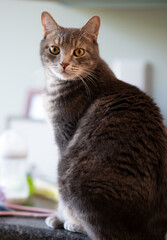 A beautiful gray cat sits and looks at you in the kitchen