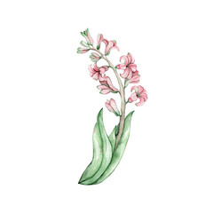 Watercolor pink hyacinth illustration