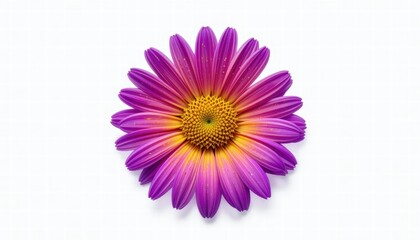 Obraz premium Elegant purple flower captured in nature showcasing its rich color and delicate petal structure