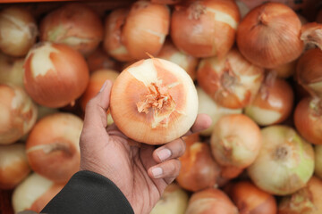 Hand holding a fresh onion in market setting with multiple onions