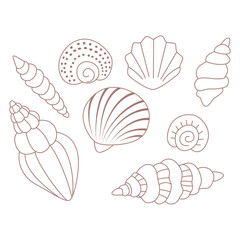 A set of shells. Shells of different shapes.
