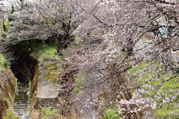 街中の川沿いに咲き始めた桜の花