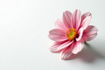 Fototapeta premium A single flower with intricate details on a pure white surface, floral, garden, delicate