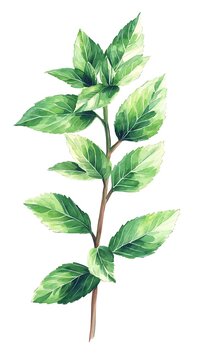 watercolor mint leaves on stem clip art preview