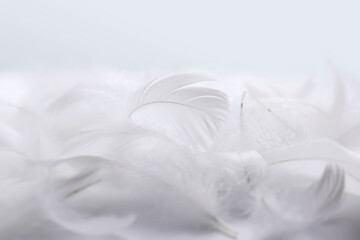 Heap of Soft White Bird Feathers. Fluffy Downy, Swan Feathers. Softness of Feathers, Details of White Textured. 