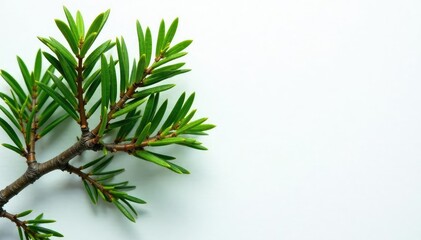 Fototapeta premium Branches of cedar tree on a white background with a subtle texture, tree, branches, leaves