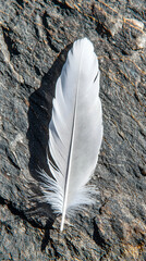 White Bird Feather with Black Spots on Grey Textured Background