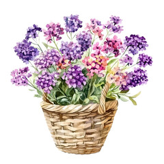 A watercolor vector illustration of Statice bouquet in a basket, isolated on a white background.

