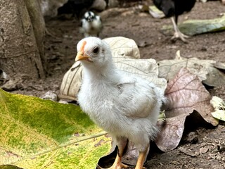 free range chicken in the farm