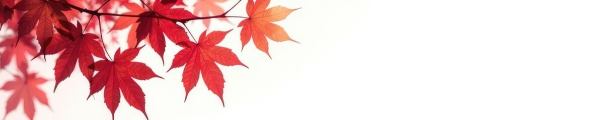 Isolated maple branches on white with red leaves, foliage, fall