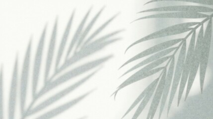 Obraz premium Soft Light, Gentle Shadows of Tropical Fronds on a White Background, Ideal for Elegant Designs and Calming Aesthetics
