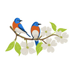 vector drawing flowering dogwood and eastern bluebirds , tree branch with green leaves and flowers, Cornus florida isolated at white background, hand drawn illustration